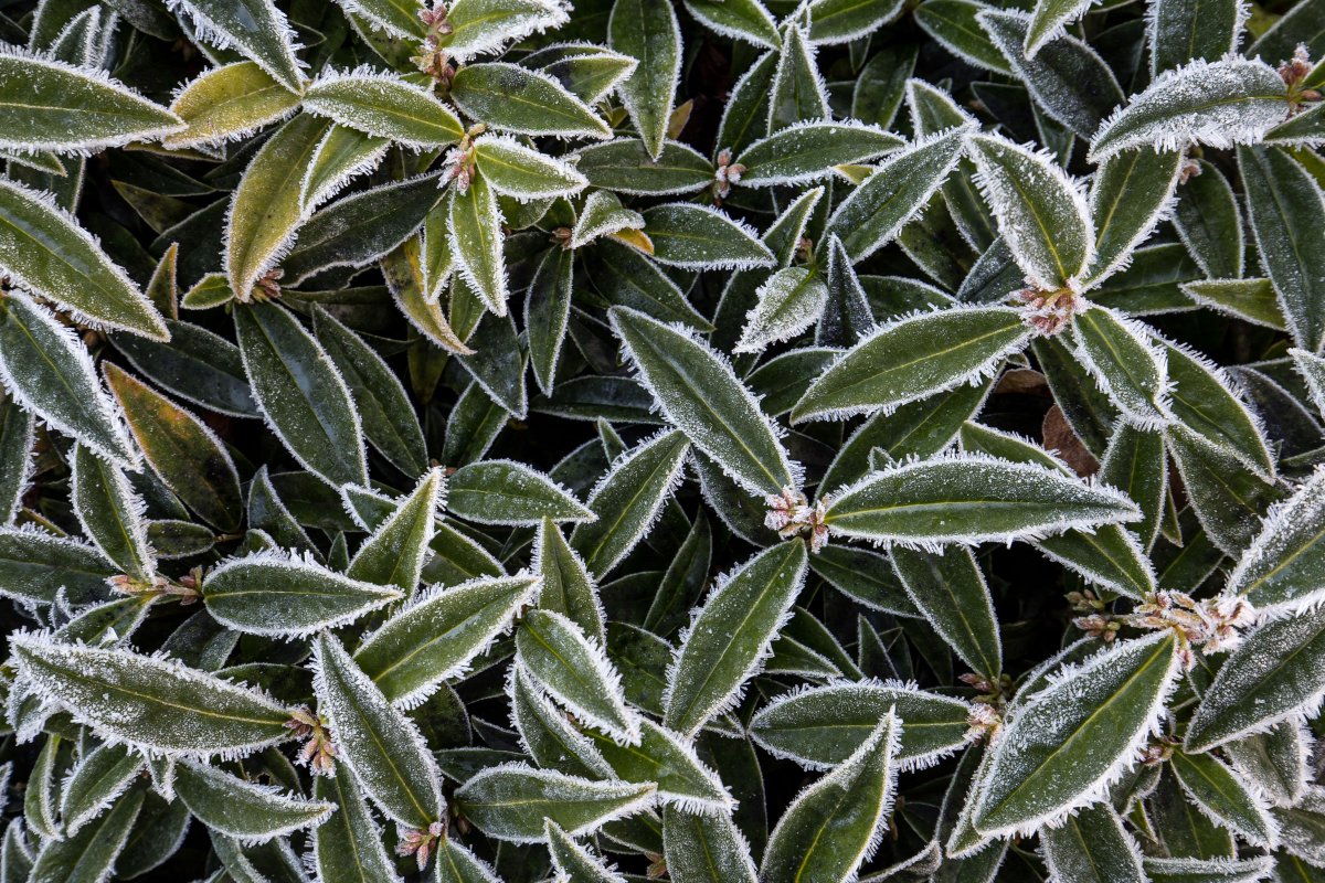 RHS_Rosemoor's tweet photo. We'd a hard frost last night as the Brussels can testify. Rosemoor is magic in the frost, the whole garden sparkles https://t.co/kRrkh2IJyS