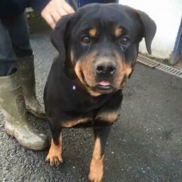 Nightowl400's tweet photo. Gorgeous rottie Dinky @NWDogRescue would love a furever home plz! All info at https://t.co/RS6NNlTh1T 💛 #FFH https://t.co/RVIFanxPFz