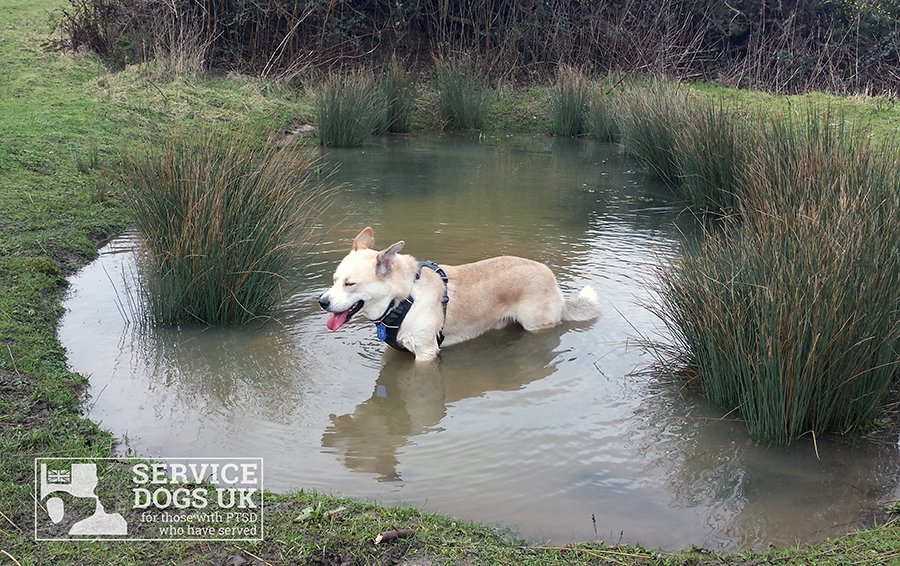 ServiceDogsUK's tweet photo. assistance dog "in training” learning the essential #dogskill of muck enjoyment 😄👌 😂 #happydog #servicedog https://t.co/Wzzvovmk9G