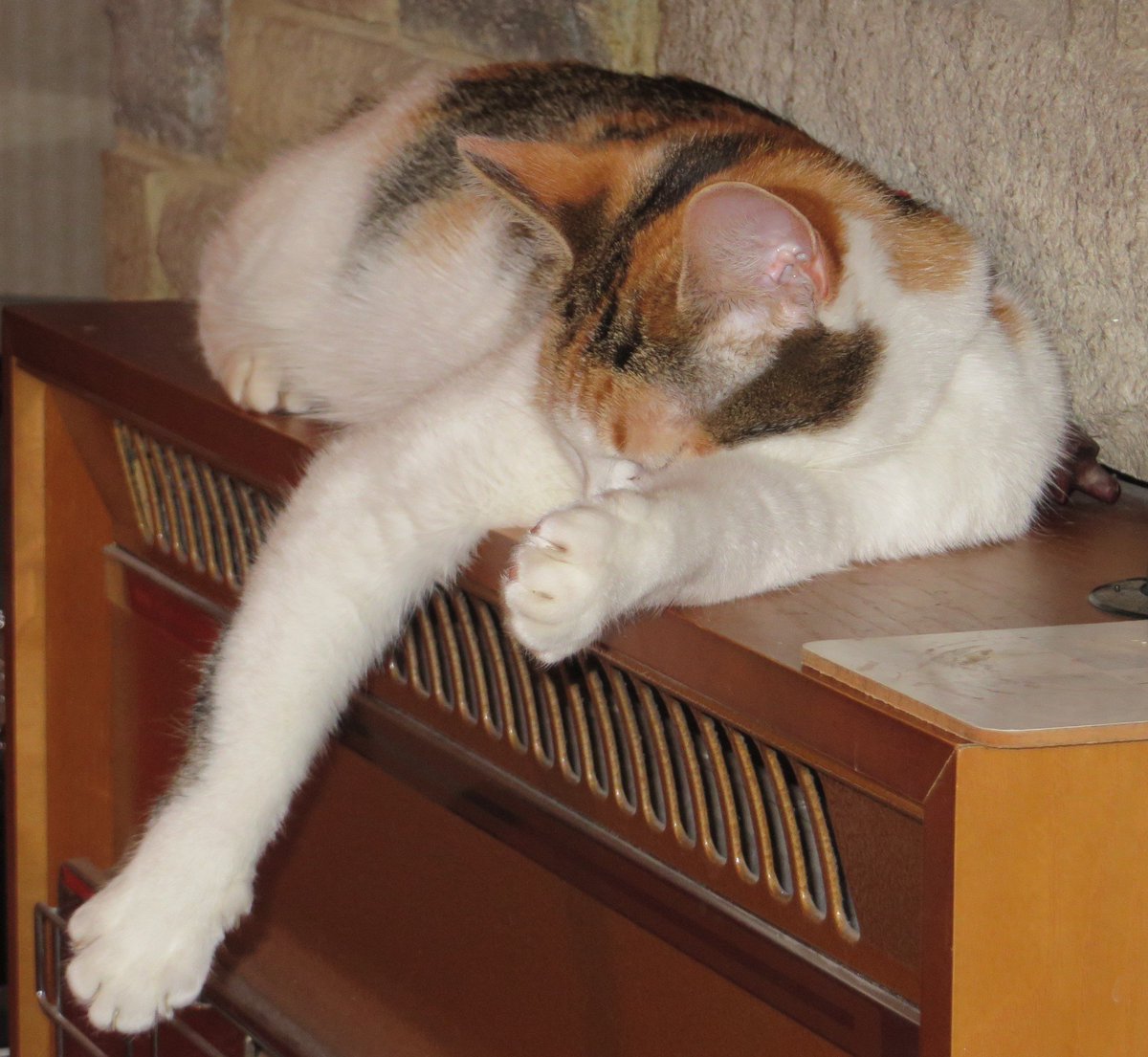 nesjloch's tweet photo. Well it is bloomin chilly outside #whiskerswednesday from me in the hot spot. MOL #CatsOfTwitter Toasty on this fire https://t.co/j5QHYhh3Tn