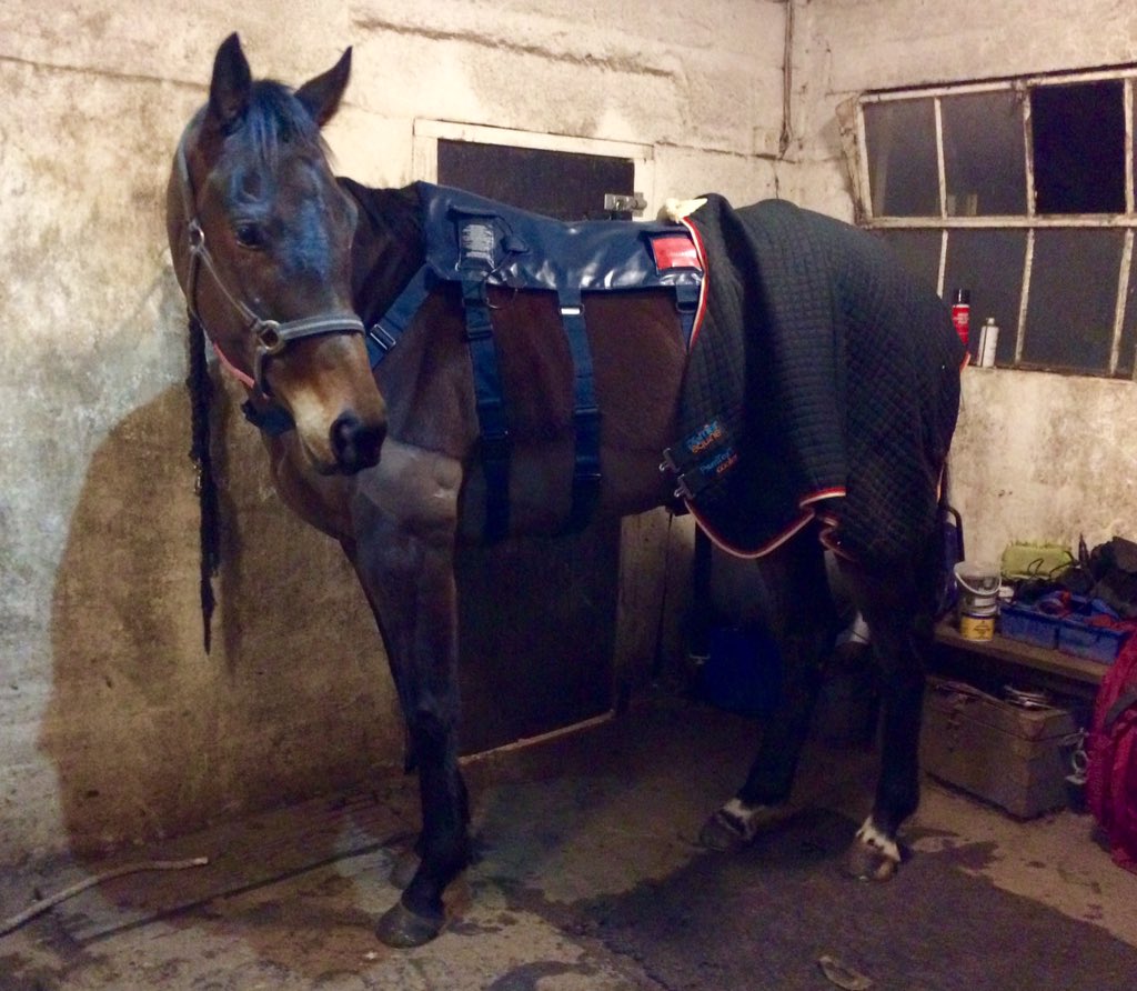 southfarmequest's tweet photo. @EquilibriumProd #ComptonRex tries out his new #Massagepad #wannabeEventhorse https://t.co/FIjRDKj1t6