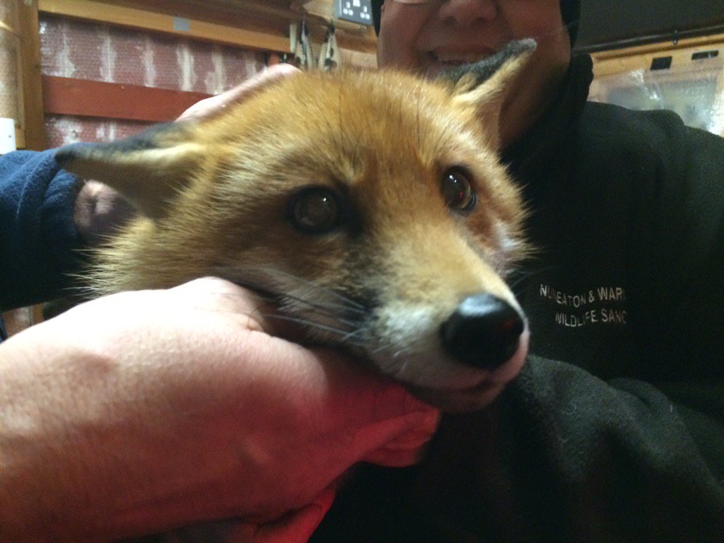 I'm talking hedgehogs on <a href="/bbcmtd/">BBC Midlands</a> tonight but here's a picture of Roxy the fox for the time being.