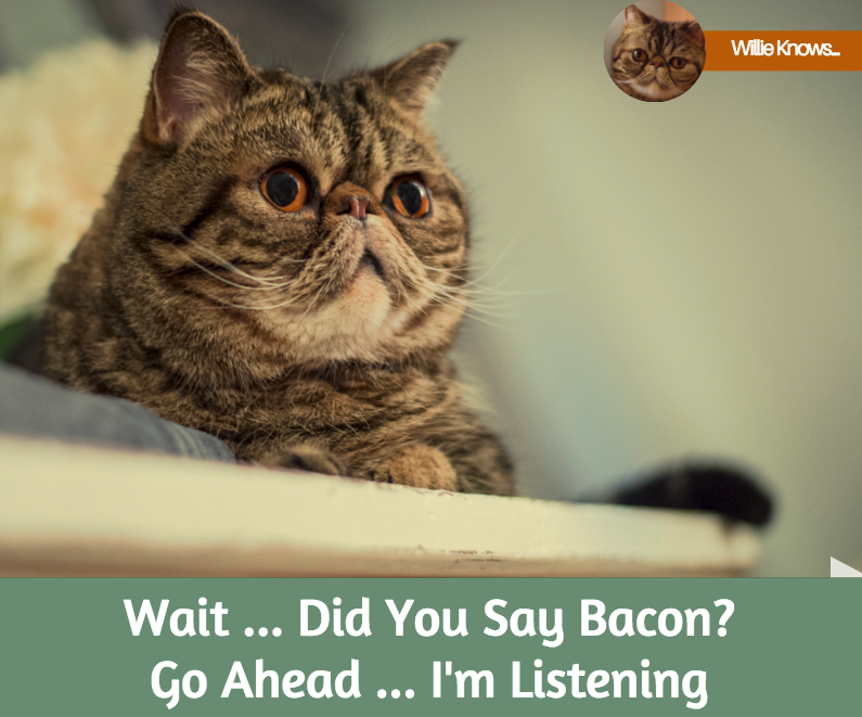 MagicWillie's tweet photo. Wait... Did you say Bacon? Go ahead... I'm listening. #cats #CatsOfTwitter #catsofinstagram #cute https://t.co/eRQnvHPO9N