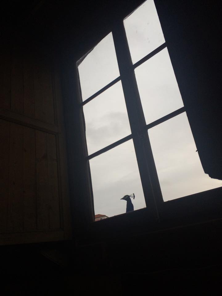 and look who's "peacking" through the window today!