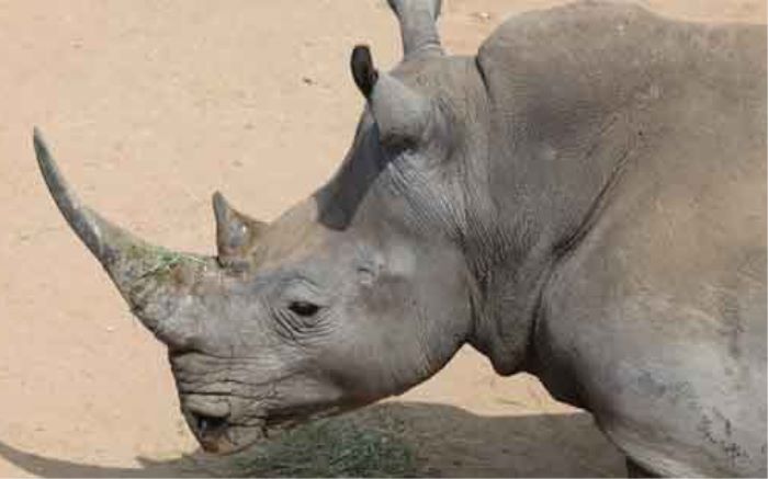 Court dismisses application to appeal lifting ban on rhino horn trade dlvr.it/DKv2Pk