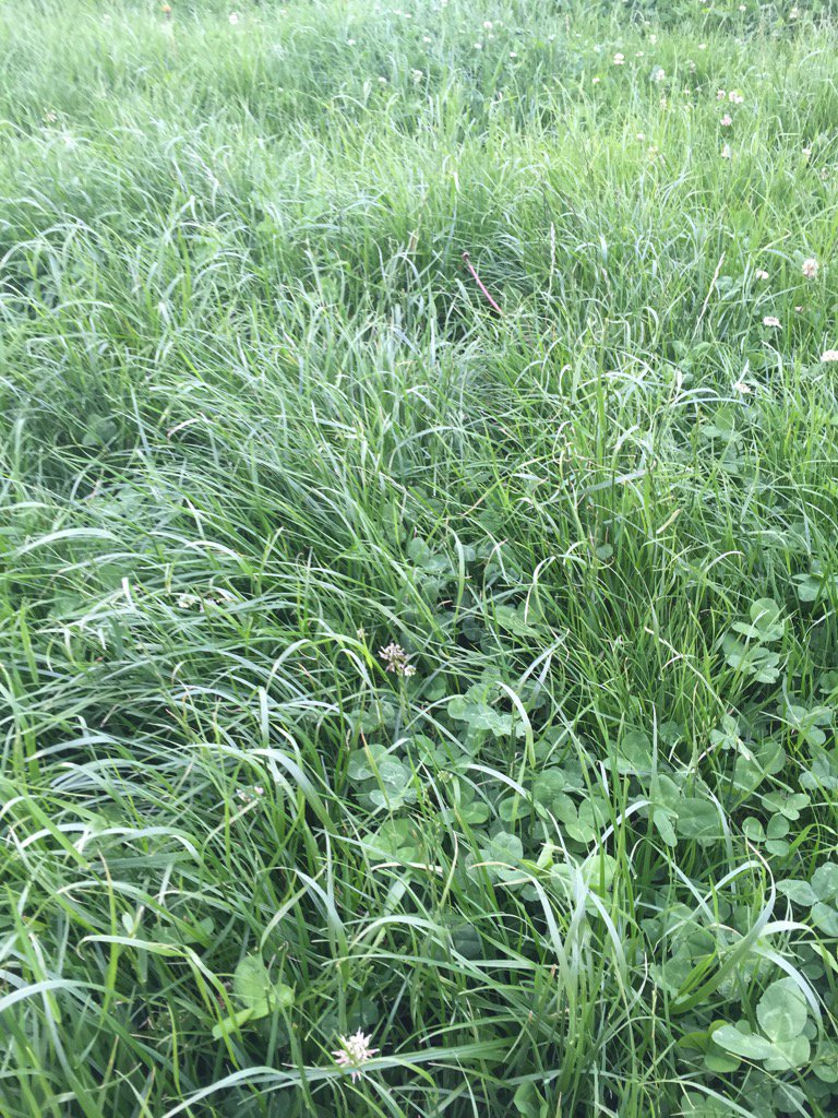 justin_jslattz's tweet photo. Not bad quality do end of Jan! #bealey/Trojanmix #agchat https://t.co/AoV2UWfNiO