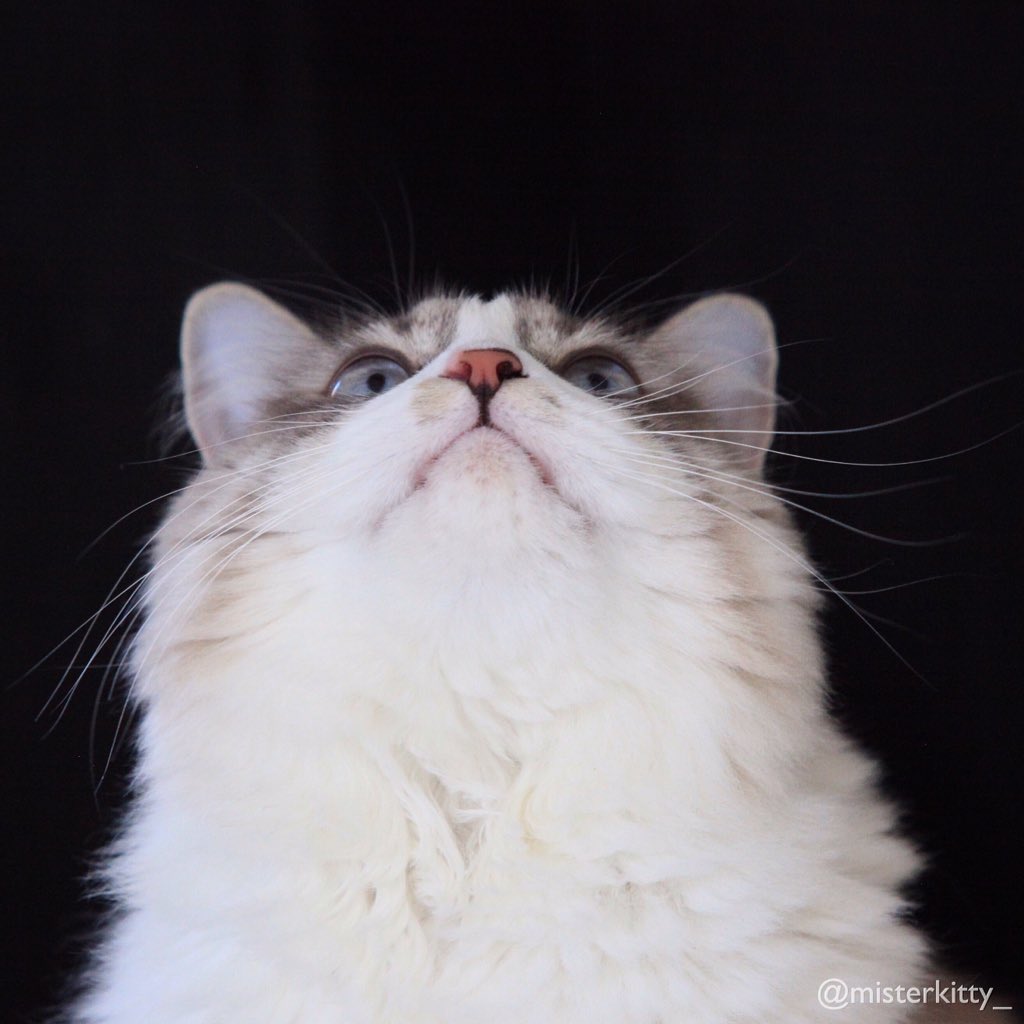 misterkitty_'s tweet photo. Hoping food will fall out of the sky and so I can feast like a King 👑🍗😻 #CatsOfTwitter https://t.co/Qpxqppt3Ik