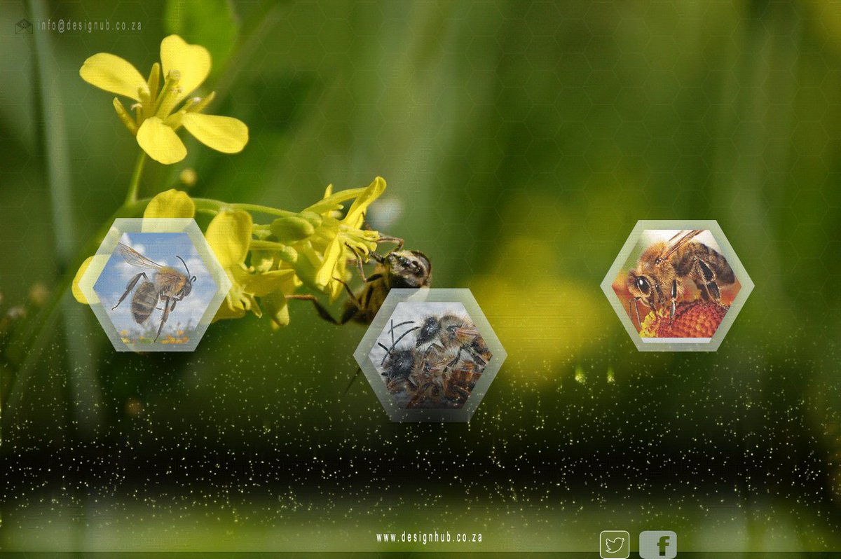 DesignhubIndigo's tweet photo. #SaveBee When bees are under threat.
#design #infographic https://t.co/pHwGtLiV0Z