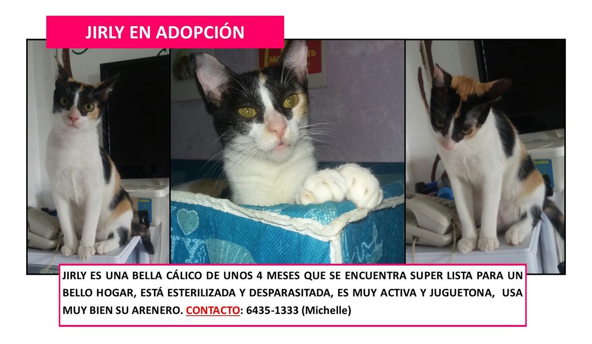En adopción responsable💝 <a href="/AriGatoPTY/">AriGato</a> @laonetwo507 <a href="/FeriaYoReciclo/">Feria Yo Me Reciclo</a> @RobaMorena <a href="/LaChorreraVerde/">La Chorrera Verde</a> <a href="/corazonconhuell/">Corazon Con Huellas</a>