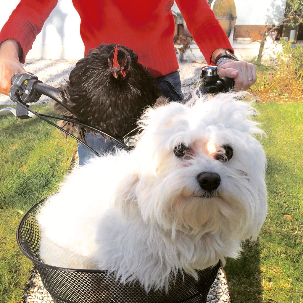 dimoracampagna's tweet photo. All it's possibile... #pets #Justfriends https://t.co/iu8XtvQ438