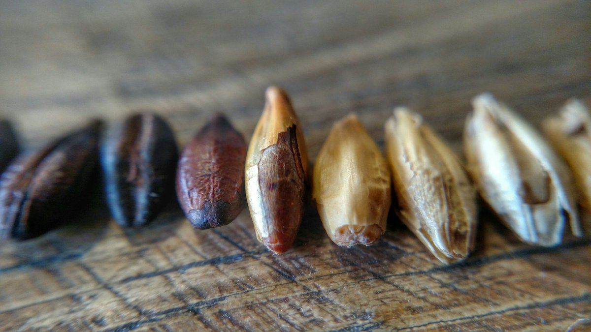 AleIndustries's tweet photo. It's all in the details, what's your favorite malt variety? #OaklandMade #BioEnergyBeer https://t.co/Bgm5yf21rK