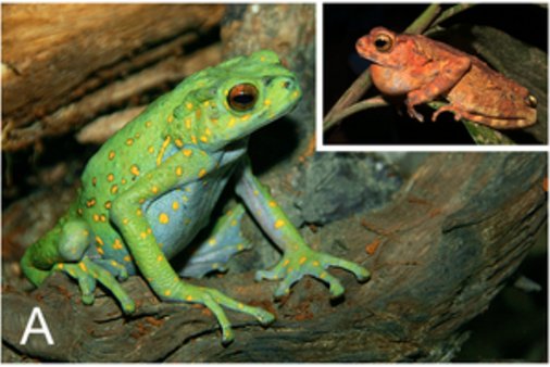 New Genus of Asian Tree #Toad from Southeast Asia! Awesome stuff <a href="/chankinonn/">Chan Kin Onn</a> et al! bit.ly/1OGzX7P