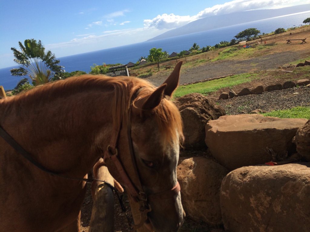 _LUCiDDDD's tweet photo. Miss Hawaii x100 https://t.co/UNu9WGMAeN