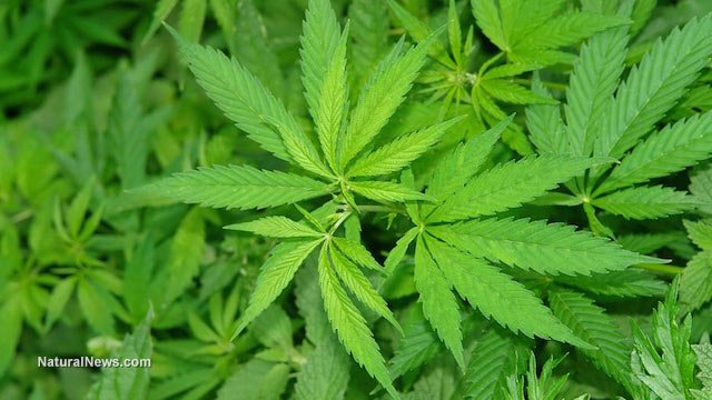 HealthRanger's tweet photo. #Cannabis is a healing food-medicine, not a brain-damaging #drug: https://t.co/e2vT7Jv5vN https://t.co/3moXtOzph6