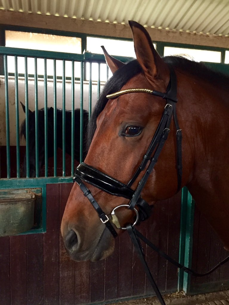 lmn_88's tweet photo. #lusitanostallion #forsale #newbridle #portugal https://t.co/cpkOCCQYTV