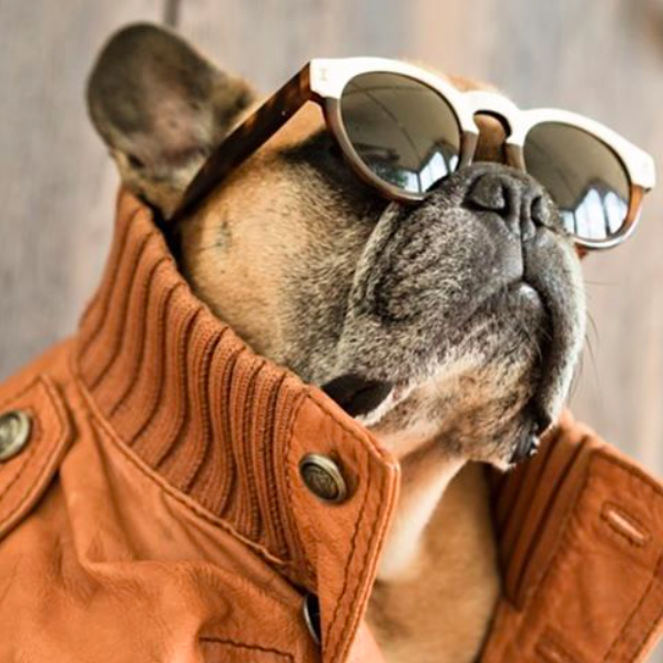 SOCOandTheOCMix's tweet photo. Happy Wednesday - things are looking up! These sunnies are now available at Alexander Gray at #TheOCMix! https://t.co/iVxstpgkrU