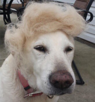 .<a href="/realDonaldTrump/">Donald J. Trump</a> You Are Dog Now
