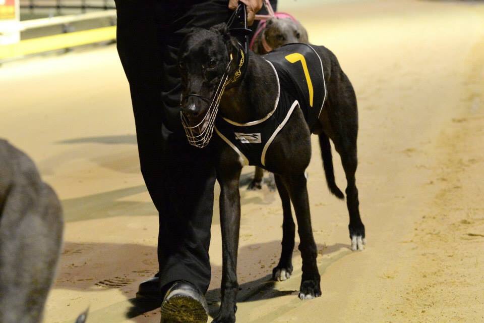 Zambora_Magic's tweet photo. It's been great fun over the past 2 and a half years! Have loved every second of racing and the people around me!🐾 https://t.co/pYxdJtSt0l