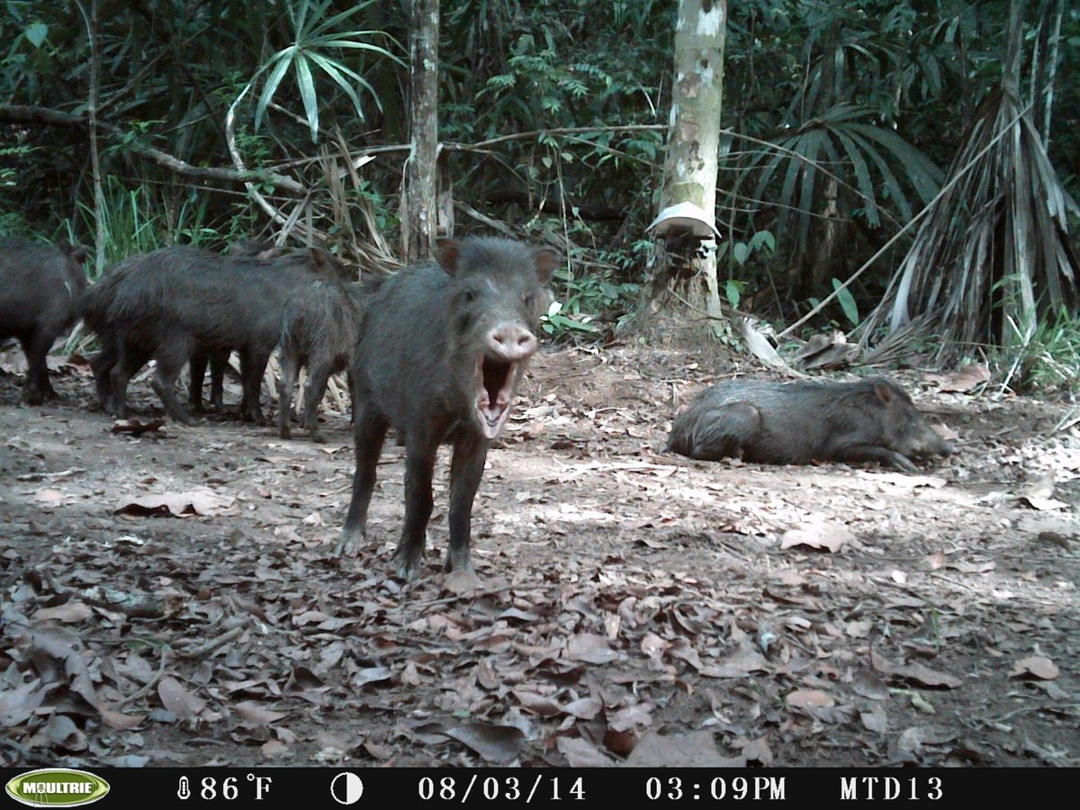marcellajkelly's tweet photo. #WildlifeCameraWeek Yep pecarries like these ones ... @jaredfduquette @TEAMNetworkOrg @whapavt https://t.co/LXpJcRrjjp