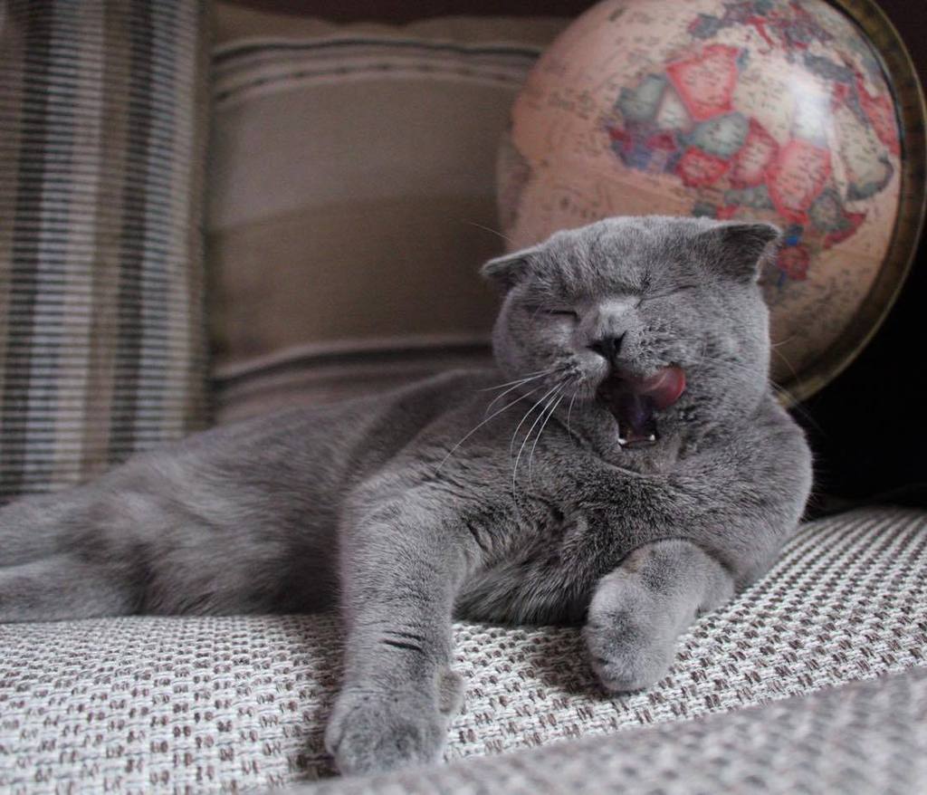 #cat #cats #catsagram #catstagram #kitty #kitten #kittens #pet #pets #animal #animals #pet… ift.tt/1JYFVnQ