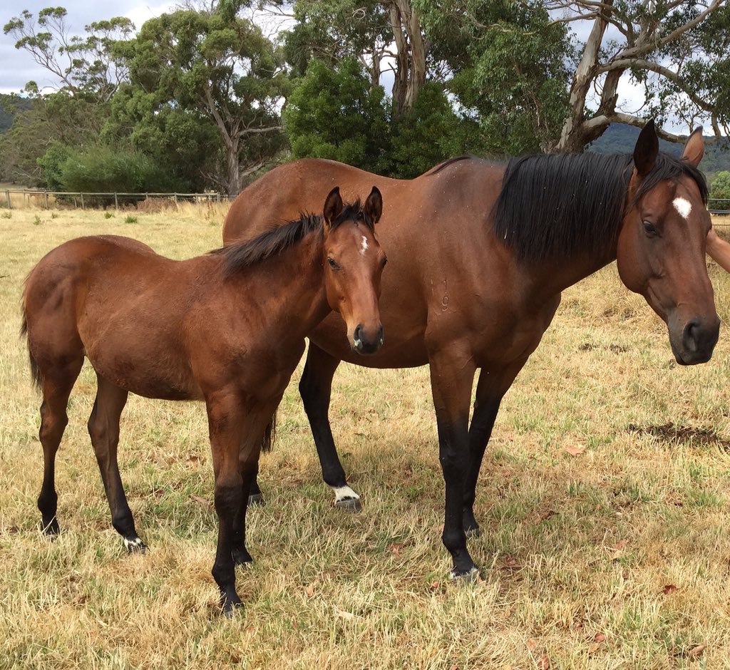 redinkracing's tweet photo. Thunder Rain and her @yarramanpark Magic Albert Colt https://t.co/PNIB45MgLg