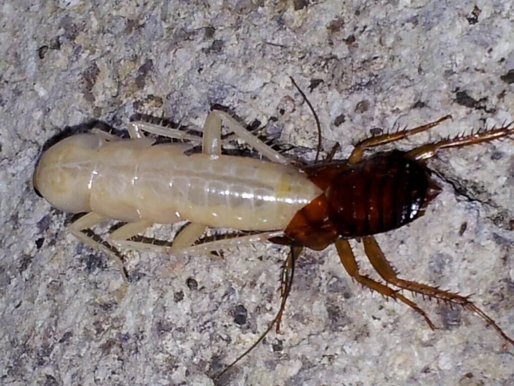 Vitalisioo's tweet image. Si no das RT este bicho te pasará por todo el cuerpo mientras estás dormido