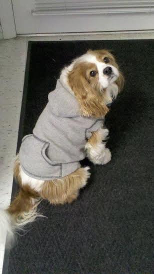 Conformtech's tweet image. Today we lost our company mascot, Felix Flux. He loved coming to the office.  You will be missed old buddy. RIP