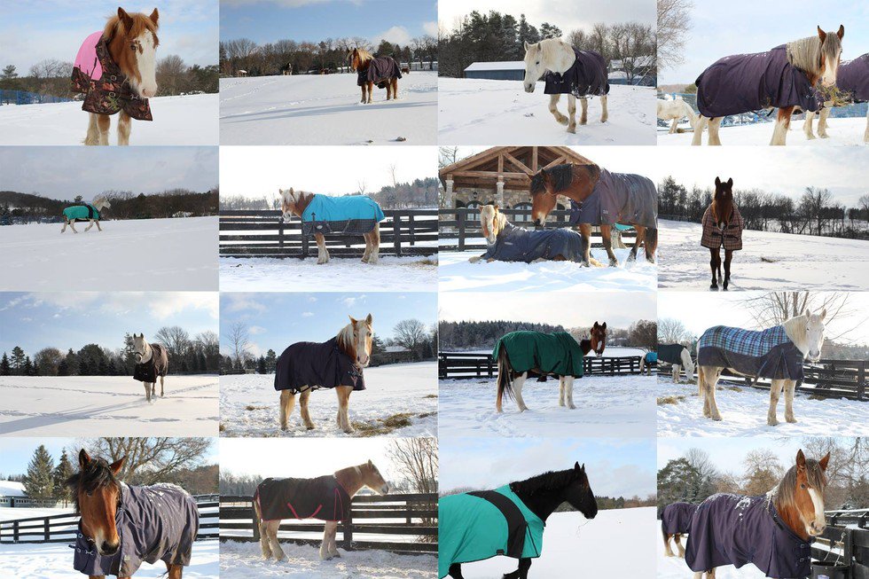 NoAnimalPoachin's tweet image. Unexpected Act Of Kindness Leaves Animal Rescue Group Stunned
At no point is the warmth of...thedodo.com/horse-blankets…