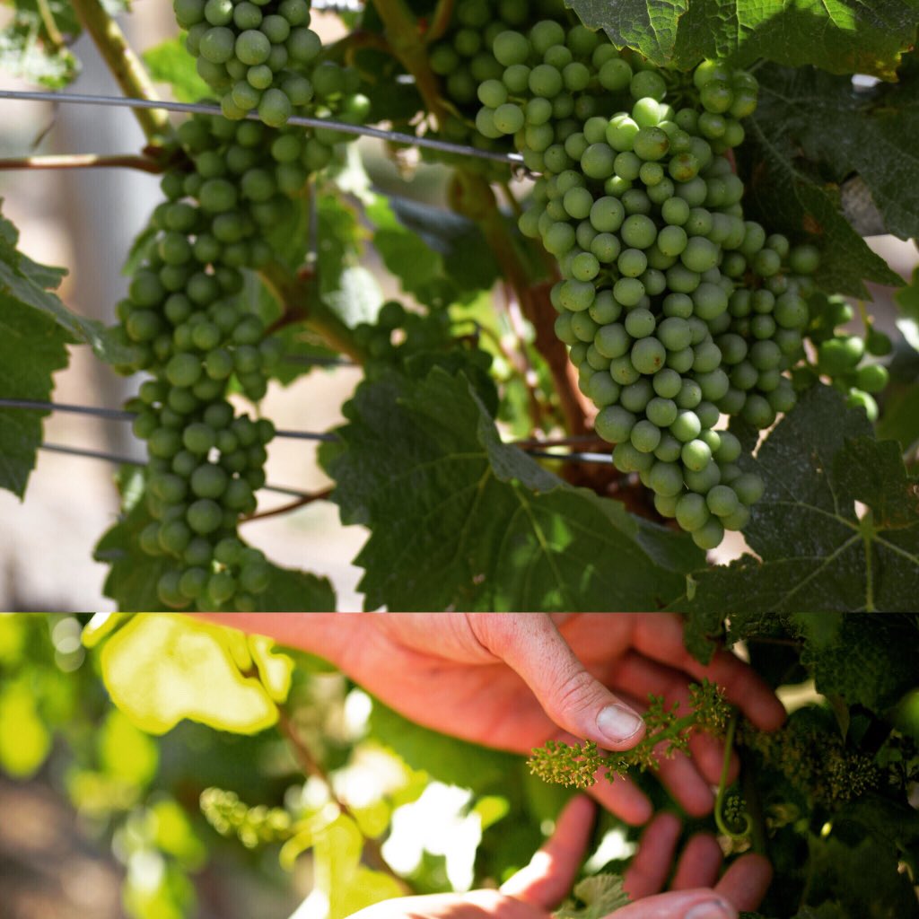 MountMWines's tweet image. 40 days of growth at the Mount Michael #vineyard. #singleblock #grapes #nzwine #centralotago