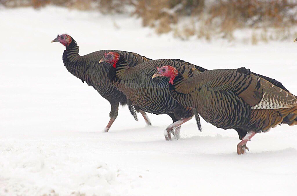 A few pics from today. RT if you're ready for spring turkey!