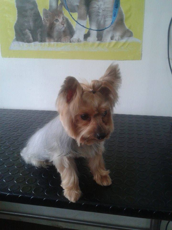PetsanaVet's tweet photo. #peluquería #Petsana #Lomáximo #Visitanos https://t.co/DCC0uMOt1O