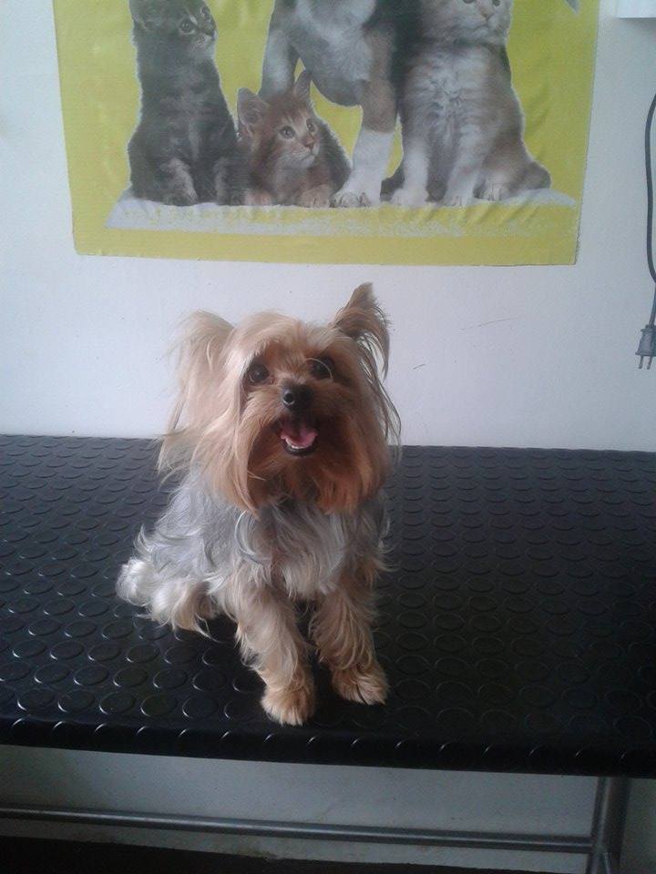 PetsanaVet's tweet photo. #peluquería #Petsana #Lomáximo #Visitanos https://t.co/DCC0uMOt1O