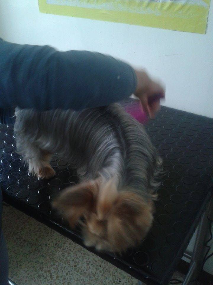 PetsanaVet's tweet photo. #peluquería #Petsana #Lomáximo #Visitanos https://t.co/DCC0uMOt1O