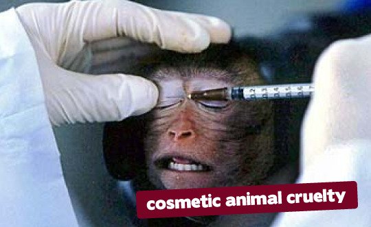 CataB19's tweet photo. Stop this !!!
No More Pain
#NoTestingAnimals https://t.co/07uj0CAyiJ