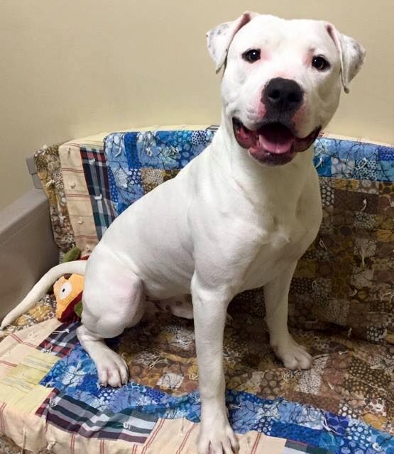 Kristen Tullo (@kristentullo) on Twitter photo <a href="/RepSchreiber/">Rep. Kevin Schreiber</a> <a href="/YorkCoSPCA/">York County SPCA</a> Bugz is STUNNING and we wish him the HAPPIEST LIFE! <a href="/RepSchreiber/">Rep. Kevin Schreiber</a> <a href="/YorkCoSPCA/">York County SPCA</a> Bugz is STUNNING and we wish him the HAPPIEST LIFE!