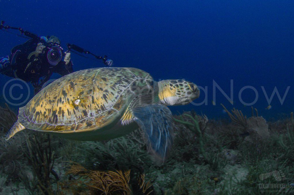 Colombia_Now's tweet photo. @colombia_now te conecta con la naturaleza #LiveandEnjoy #scubadiving #shark #uwphotography #fotosub #colombianow https://t.co/haG3CV5T2V