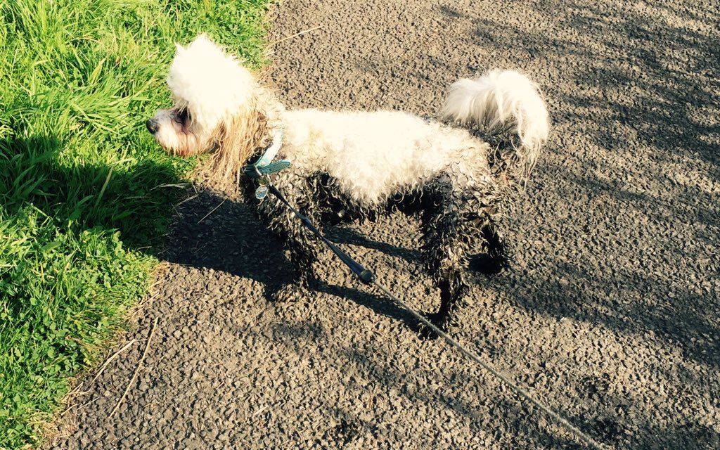 OzzyTheDug's tweet photo. Well that was fun... I'm really a black dog with snow on my back https://t.co/Eq4etB9MIb