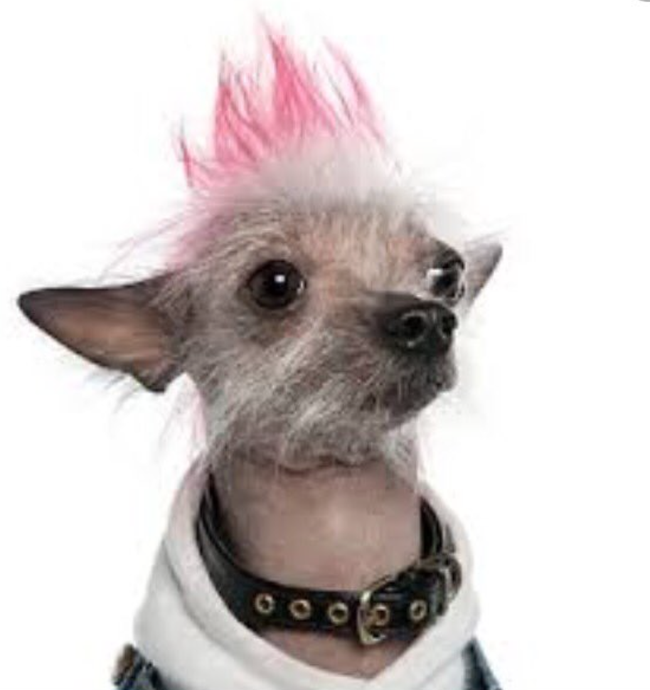 .<a href="/joshuadun/">josh dun</a> You Are Dog Now