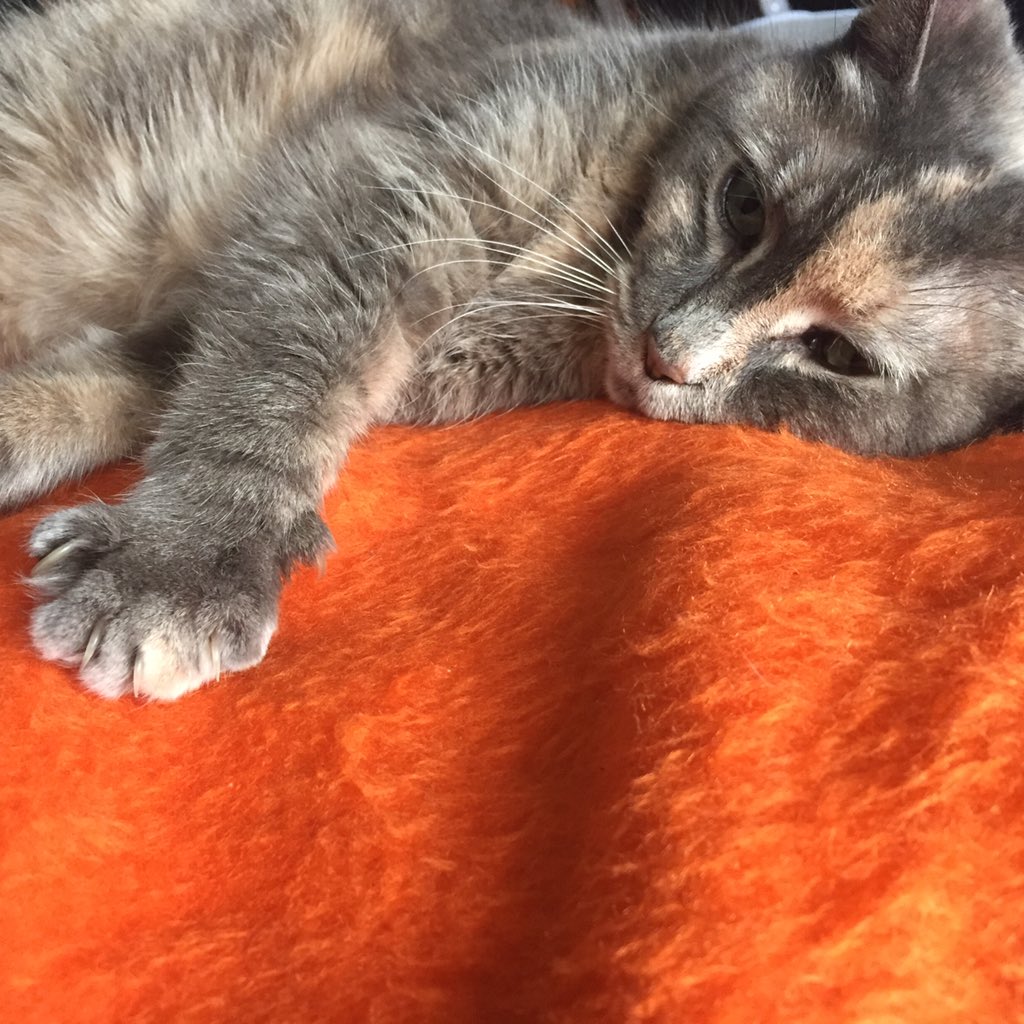 WilliamLAtkins's tweet photo. @garbage Rosie listening to Bowie with me https://t.co/5lKVofbwID
