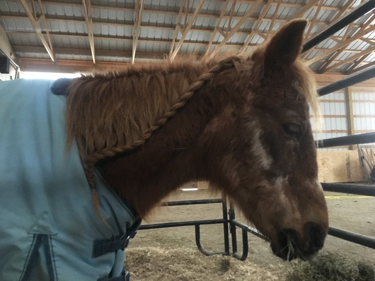 BellaRunEquine's tweet photo. Hooray for pony-sized blankets when it's 8 degrees outside! https://t.co/4Gjczzvm26