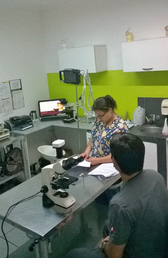 JuanLajara's tweet photo. Full simulacros de citología veterinaria. @DraAleCraff #CitoPeru https://t.co/xsMXB7hkz2