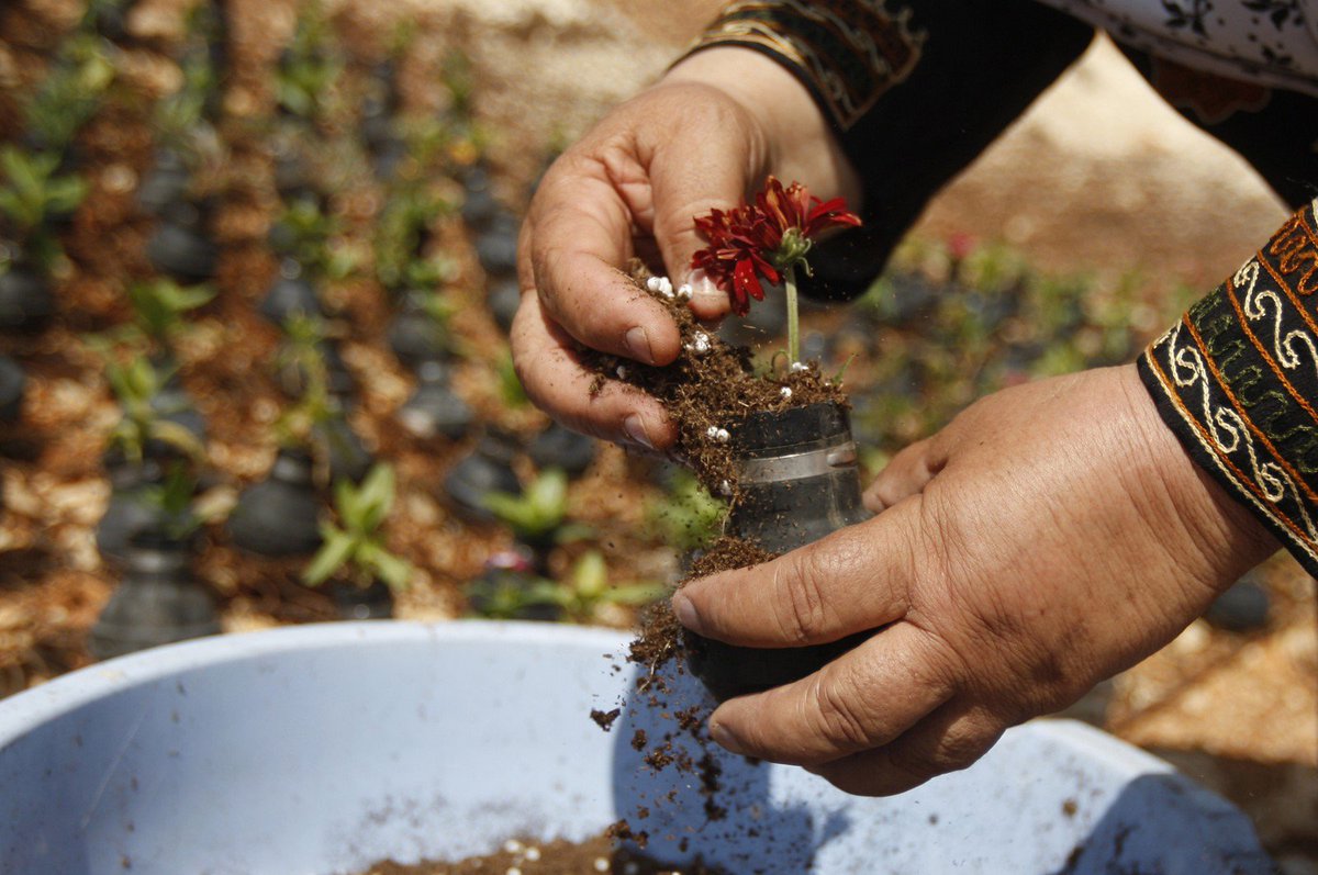 HistoryInPics's tweet photo. A Palestinian woman waters plants in tear gas canisters in the village of Bilin. Photography by Majdi Mohammed. https://t.co/f3WWm8SvqS
