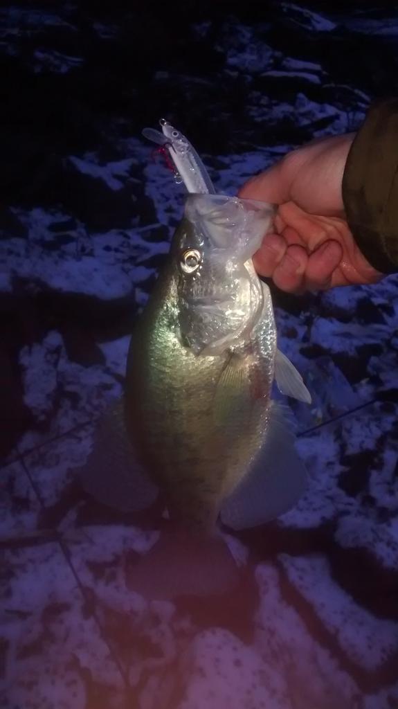 CJRiddle30's tweet photo. Not bad for a slow day I only fished an hour before dark on the banks of Cordell Hull https://t.co/OANAN7DamK