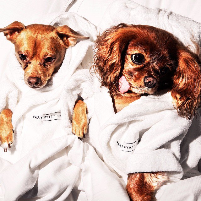 Hyatt's tweet image. Discover our ‘Very Important Dog’ program for a better vacation with your best friend. 🐾 📷: @friendsoffinn