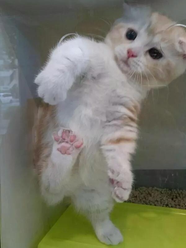 thefemaleboook's tweet photo. OMG this shelter cat just wanted to be taken home https://t.co/pcY9F36a3P