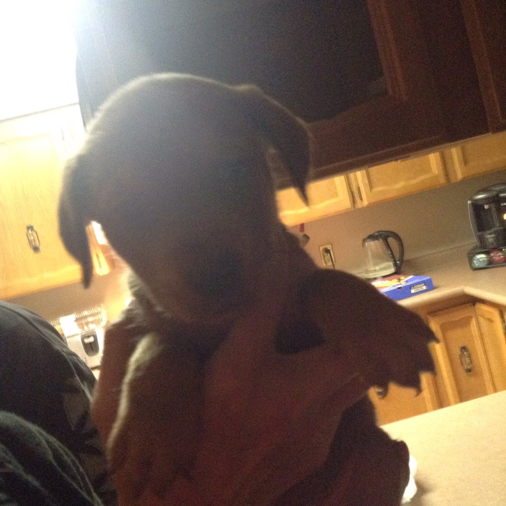 BlueWaterRose's tweet image. Gita new puppy on Monday