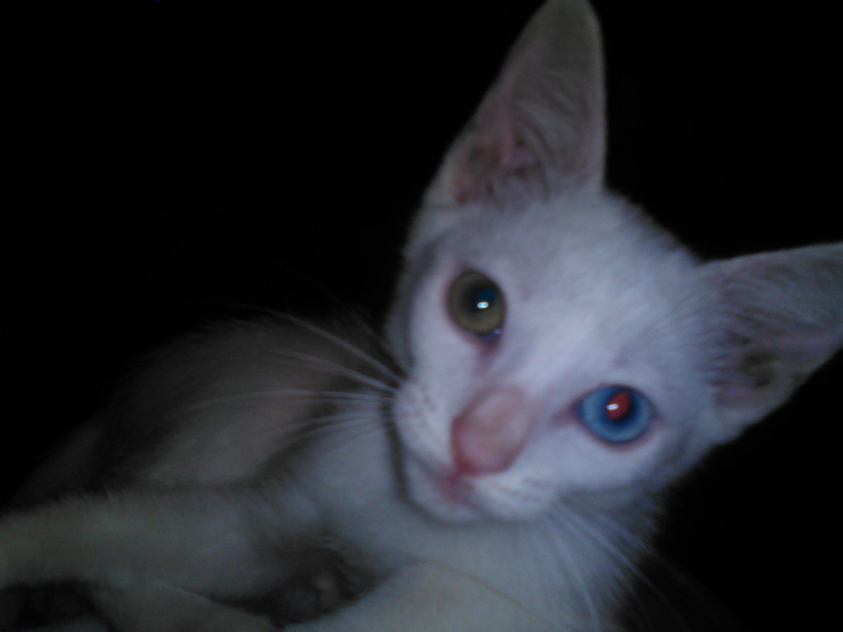 BettinaBengasi's tweet image. Asi,con el,duermo #Gatito #Jhos 😍