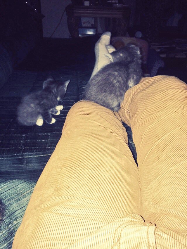 YOLAdyToP's tweet photo. If it isn't Hadi. And not my dogs.. Then it's my kid brothers twin kittens. #LapLife https://t.co/yJXKG99ey1
