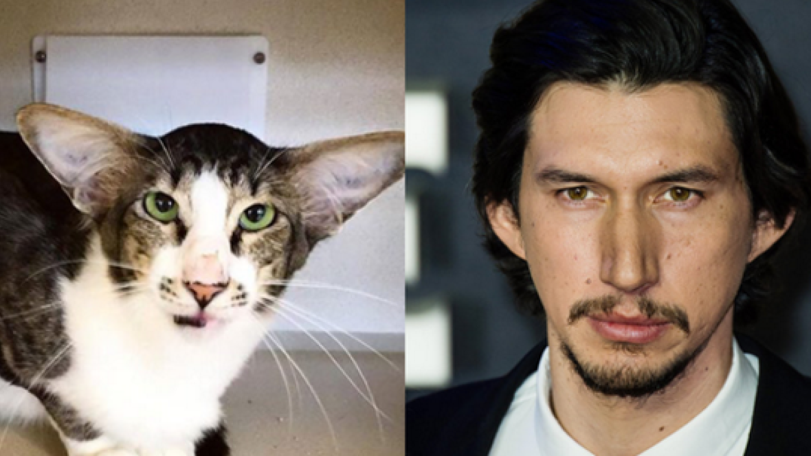 CBCNews's tweet photo. Brooklyn woman rushes to adopt cat that looks like Star Wars actor Adam Driver https://t.co/msSIMKH5TA https://t.co/M6VI94p1Kp