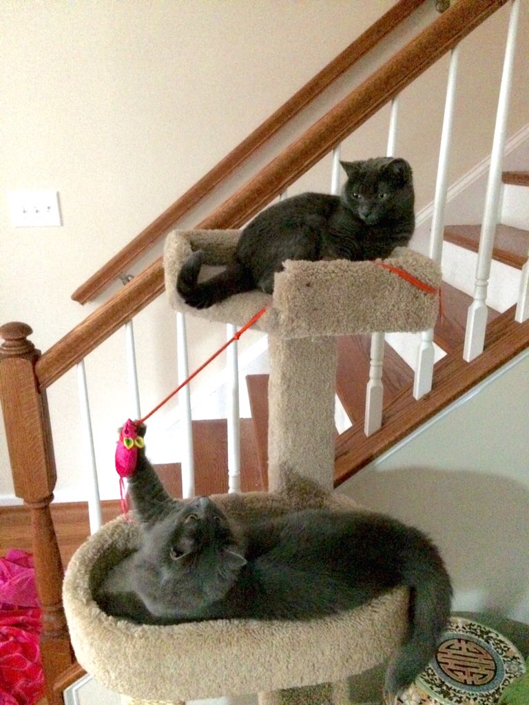 chrispco's tweet image. @KV1NN4 @Sererena Playin' so hard, I installed the home version - both inside and outdoors sets. #imayhaveissues